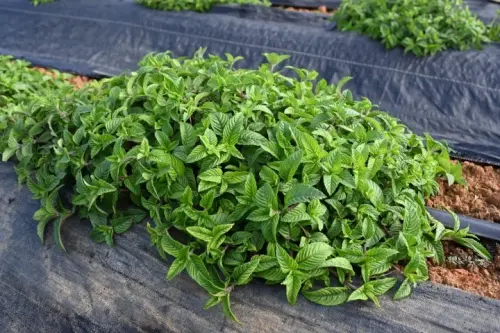 針對中國對台十大措施　農業部：引導產業「分散風險、多元佈局」