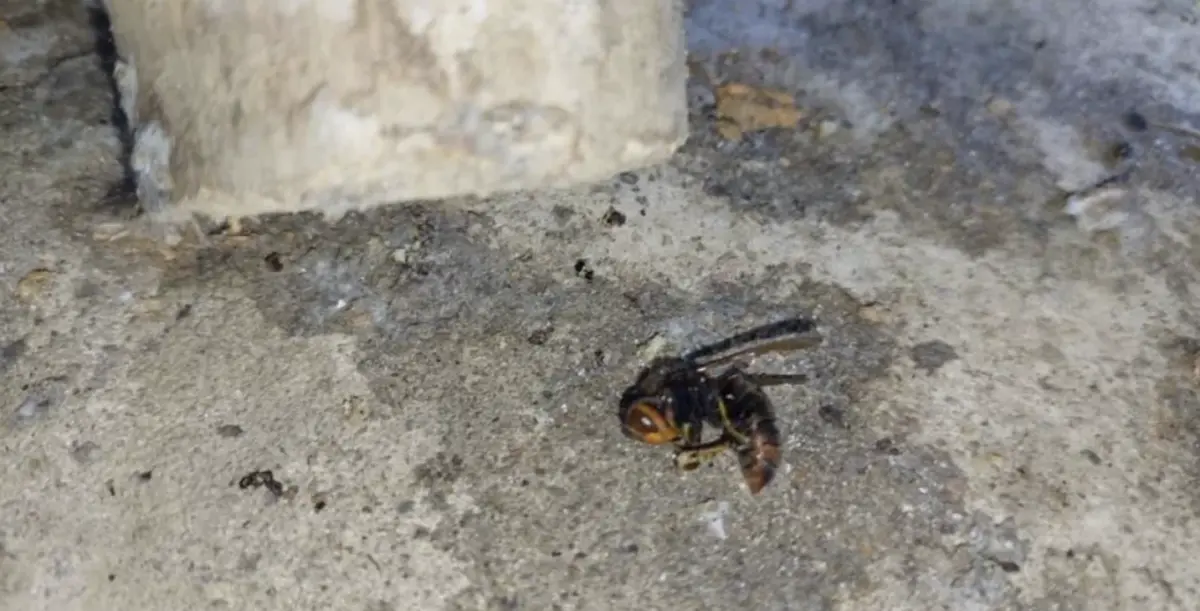 ▲新北市萬里區75歲蘇姓老翁今晚在住家3樓疑遭虎頭蜂攻擊，失去呼吸心跳。警消獲報迅速救援，老翁經送醫急救後恢復生命跡象，動保處也獲報摘除蜂窩。（圖／翻攝畫面）