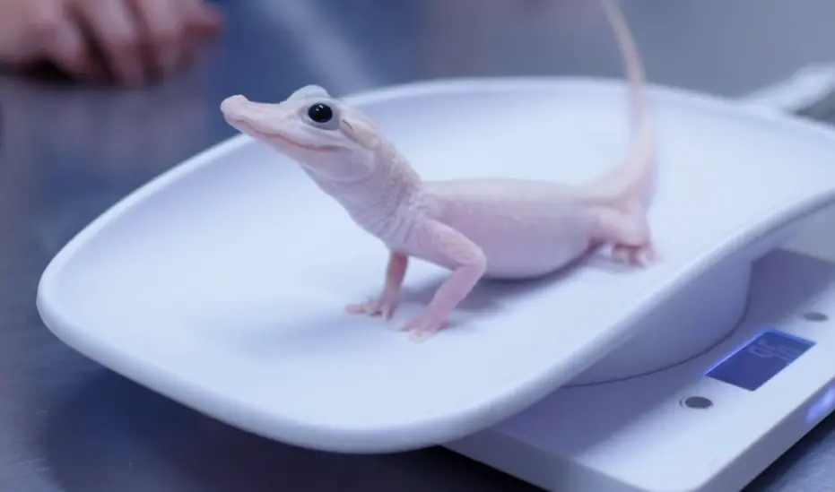 ▲日前美國奧蘭多鱷魚樂園（Gatorland）公布了一項喜訊，園區內誕生了一隻極為罕見的「白變鱷魚」。（圖／IG@Gatorland Orlando）