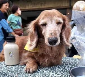 ▲手搖飲品牌舉辦寵物同樂會。（圖／業者提供）