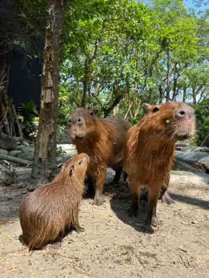 ▲來自頑皮世界的水豚家族，今年在壽山動物園產下小水豚。（圖／壽山動物園提供）