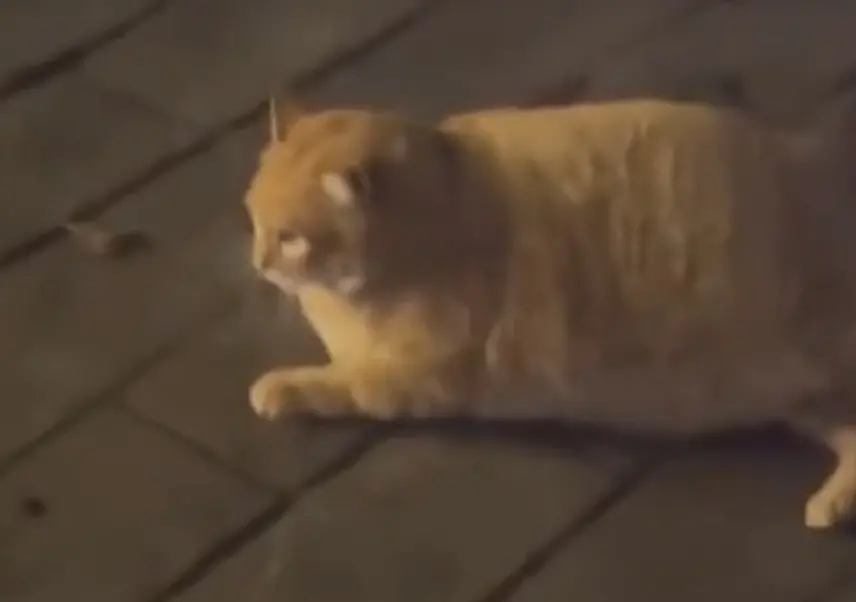 ▲貓貓雖然是浪浪，但是身材還是吃到胖胖的，讓遇到的路人不可置信。（圖/Tik Tok）