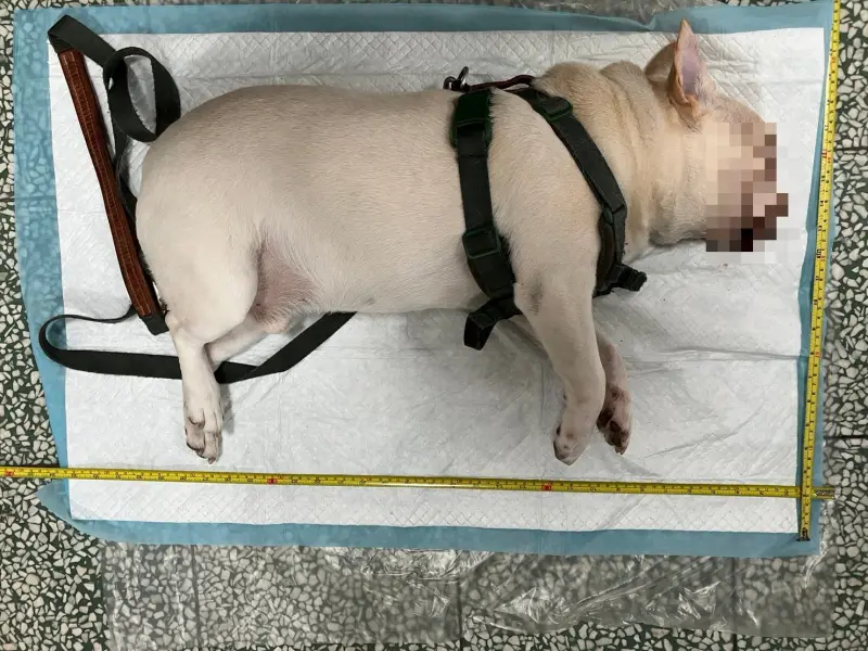 ▲台北市動物保護處近期公布，一起在8月份發生的「法國鬥牛犬遭關車內身亡」之案件，同時揭露狗狗死於「熱衰竭」。（圖／取自台北市動物保護處）
