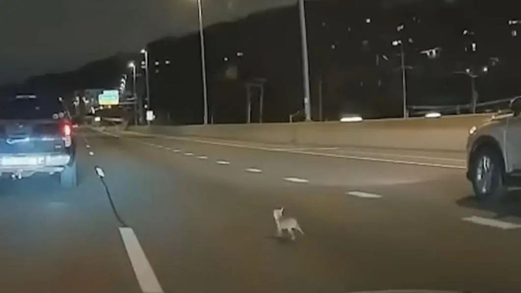 ▲紐約高速公路上一頭狂竄的吉娃娃「豆豆」讓將近20多台汽車駕駛停下車來協助救援。（圖／美聯社）