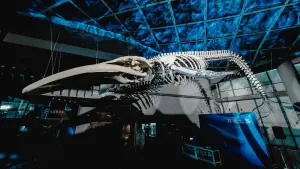 全臺首座藍鯨骨骼標本展示！20公尺長藍鯨身軀屏東海生館重現
