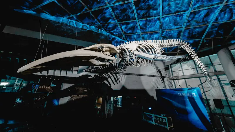 ▲藍鯨骨骼標本展覽「巨鯨之路」即日起於海生館世界水域館大廳公開展出，成為臺灣首座藍鯨骨骼標本展示。（圖／屏東海生館提供）