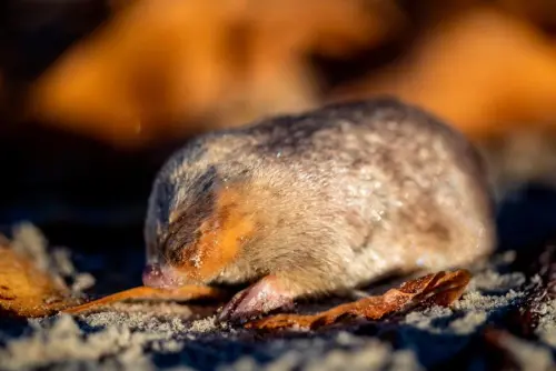 ▲德溫頓金鼴鼠擁有橢圓形的身軀及整齊的毛髮，遠看就像是一顆長了鼻子和嘴巴的黃金奇異果。 （圖／翻攝自X）