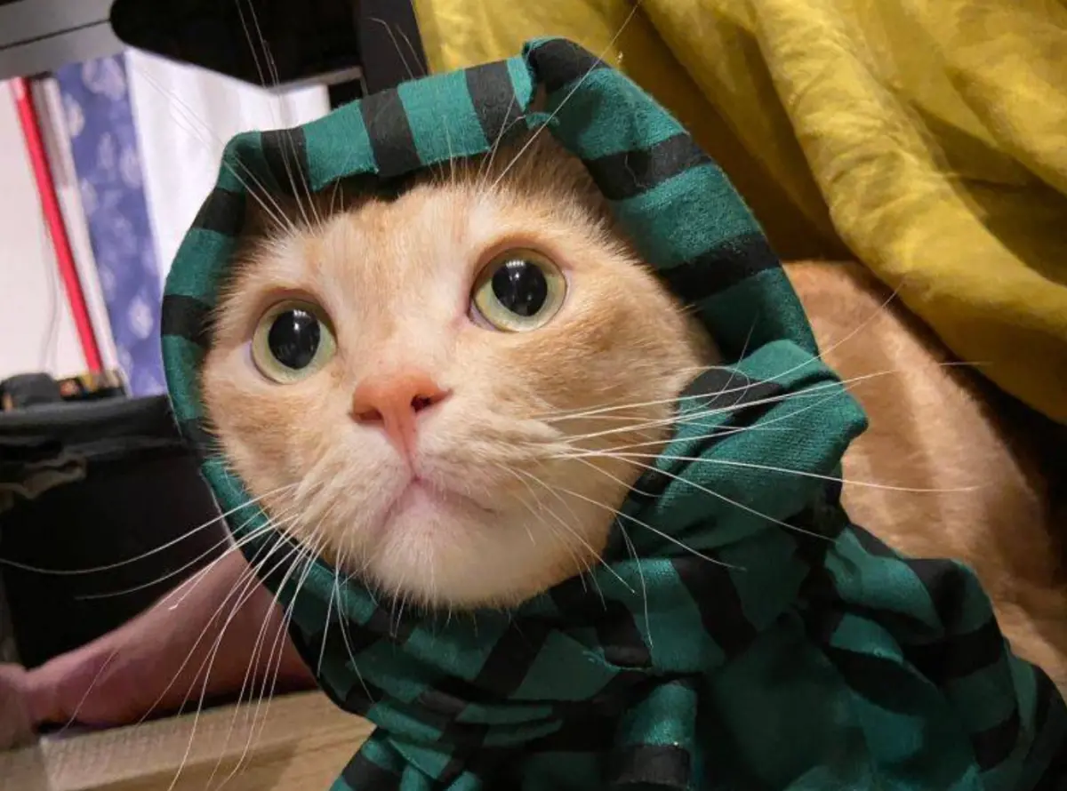 ▲家裡有養貓的人都知道，有時候要跟貓溝通對話，可以說是叫天天不靈，叫地地不應！（圖／Twitter@yuitarou_kh5656）