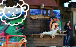 ▲清境農場有名的「綿羊脫毛秀」深受遊客喜愛，不過出演時間是例假日上午9時30分以及下午14時30分哦！（圖/清境農場官網）