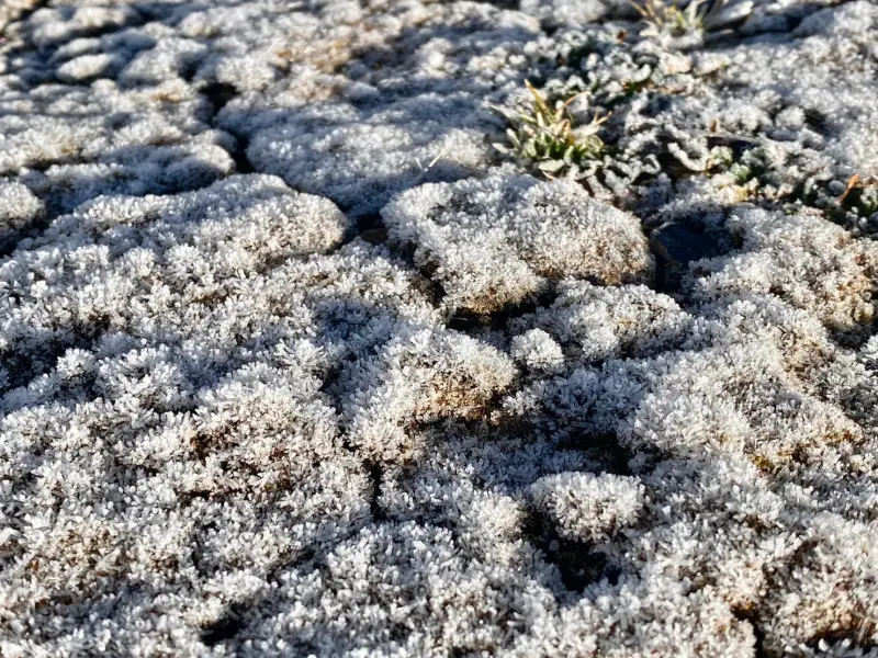 ▲今日玉山北峰最低溫下探到攝氏零下4.2度，雖然沒有出現降雪，但植物表面紛紛結霜。（圖／中央氣象署提供）