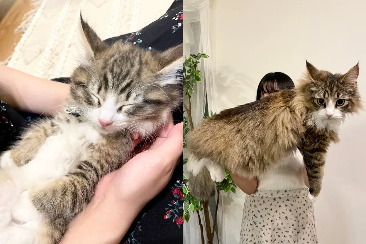 ▲挪威森林母貓Shiroan剛滿2個月大時，還是一隻呆萌小奶貓，沒想到20個月大時，Shiroan的身材竟迅速變寬，變成一隻仙氣巨獸。（圖／翻攝自X＠shiroan_chan）