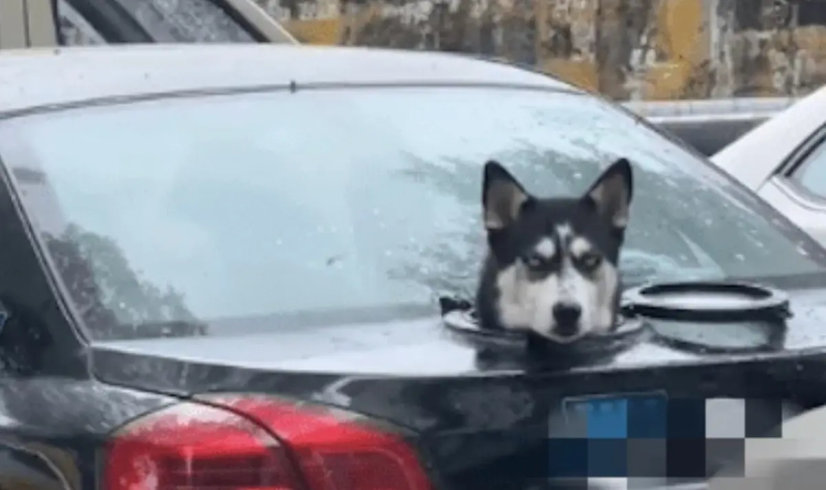 ▲大陸網友在路上看見有車子的車尾出現一顆哈士奇的頭，引發網路熱議飼主虐狗的議題。（圖/翻攝微博）