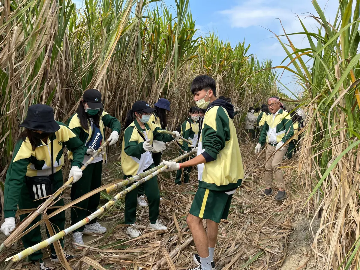 ▲產學合作為台灣甘蔗尋找新方向。（圖／高餐大提供）