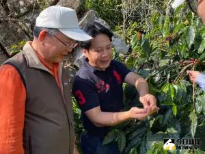 ▲古峰咖啡莊園種植六分地咖啡樹，因氣候土壤適宜，結實纍纍。（圖／記者金武鳳攝，2023.12.18)