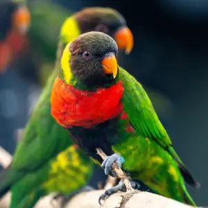 ▲米契爾虹彩吸蜜鸚鵡（Mitchell's Lorikeet），牠們長大後身體會呈現亮麗的綠色以及紅色，也因此成為人類盜獵的目標。（圖／取自FB@Chester Zoo ）