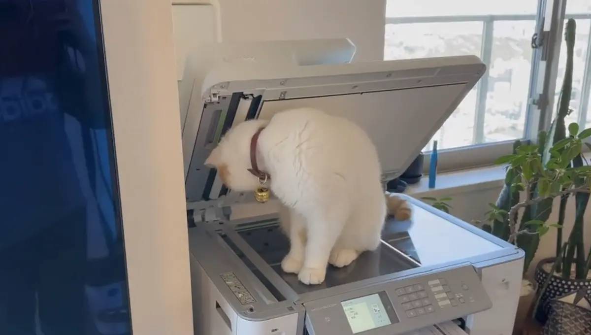 ▲異國短毛貓Hirune貪玩干擾主人工作，霸占整台影印機，但主人靈機一動立刻按下複印鍵，意外獲得一張高清貓貓肉球照。（圖／翻攝自X）
