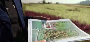 ▲ 泰國北部清萊1位農夫描述他艱辛的栽種「貓咪圖案稻田」的過程。（圖／翻攝自臉書）