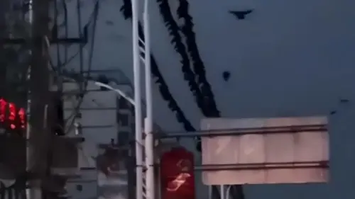 ▲中國甘肅發生6.2強震前，有地方民眾捕捉到大批鳥群聚集的畫面。（圖／翻攝微博）