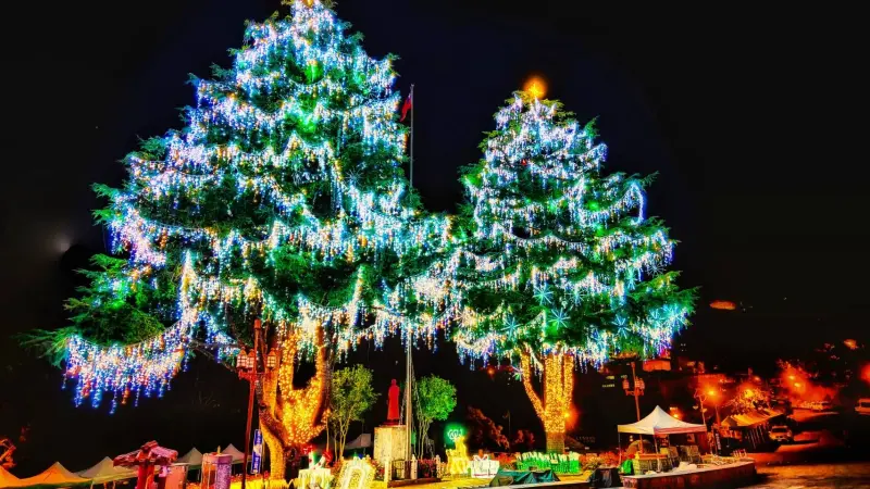 ▲梨山賓館前兩棵全國海拔最高的聖誕樹，陪伴大家一起慶祝聖誕佳節(圖／參山處提供2023.12.20)