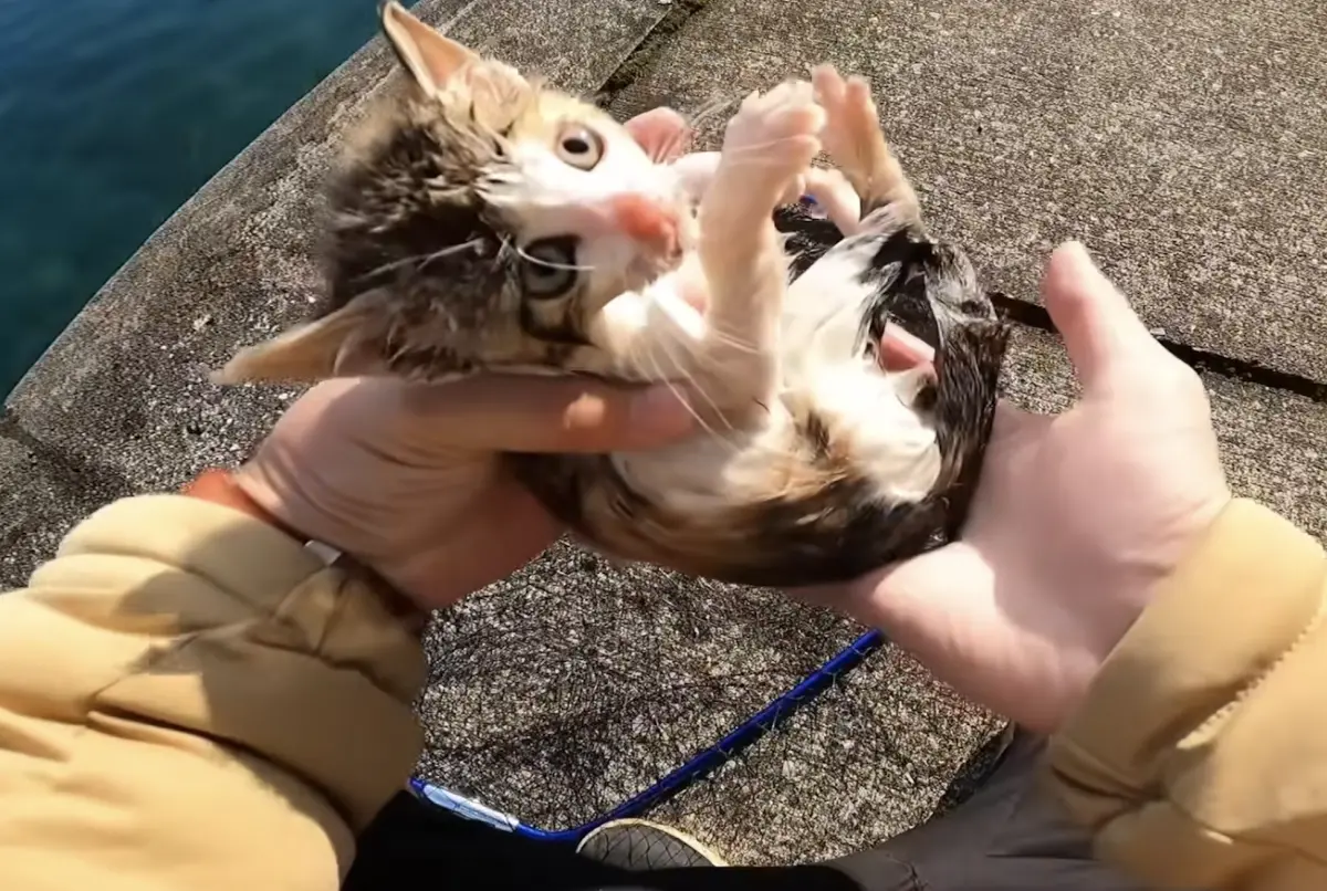 ▲一名日本YouTuber平時都在頻道上傳釣魚影片，某天他在釣魚時，竟遇到一隻溺水小貓，成功救起後，他也立刻決定收編，自此頻道變成愛貓日常專區，轉型成為貓奴YouTuber。（圖／翻攝自YouTube頻道「僕と うみ のスローライフ‪」）