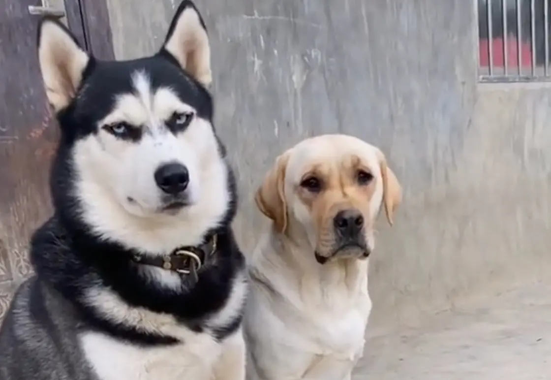 ▲哈士奇跟拉布拉多都是不少人家裡會養的小狗品種，但你看過兩隻狗生下來的混種狗長相嗎？（圖/Tik Tok）