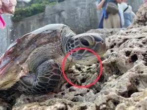 誤吞魚鉤！小琉球海龜食道受傷　前肢也有嚴重切割傷緊急醫療收容

