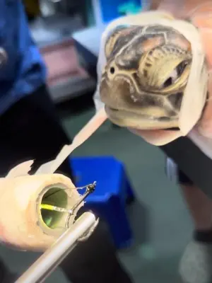 ▲海龜誤吞魚鉤至食道，且前肢有嚴重的魚線切割傷。（圖／海保署）