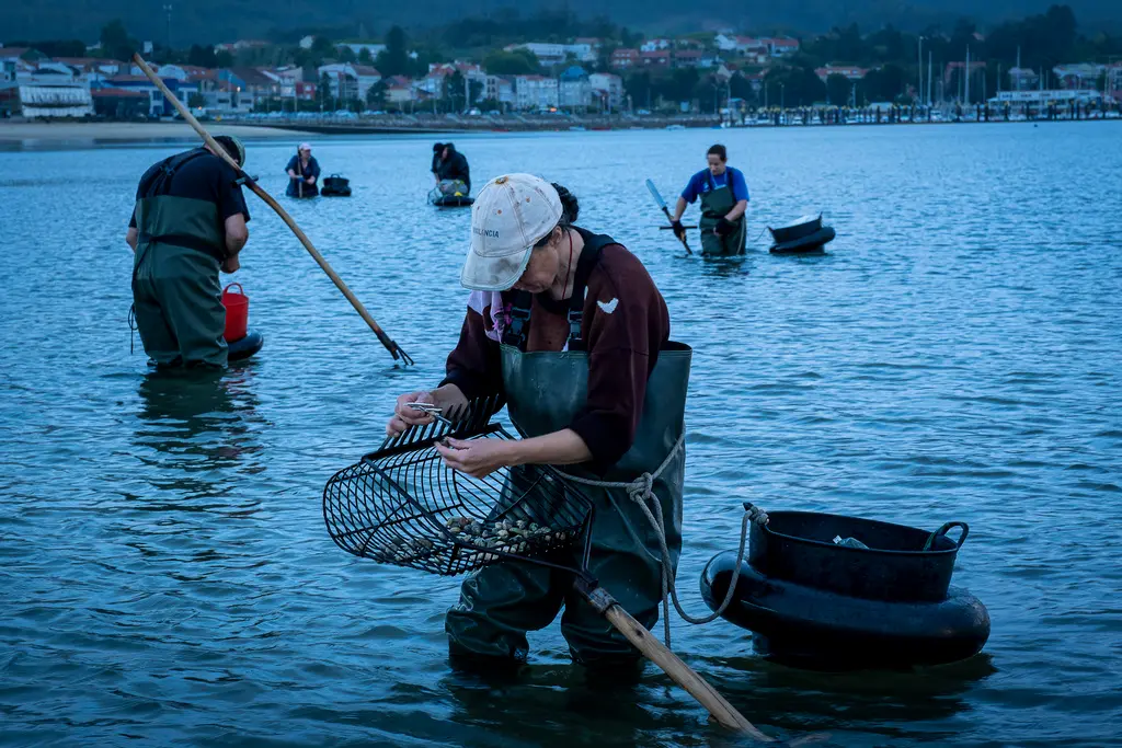 ▲西班牙西北部大西洋沿岸地區的漁婦近期通報令人憂心的現象：正值年終假期需求攀升之際，當地海灘的貝類卻出現大量暴斃。（圖／美聯社／達志影像）