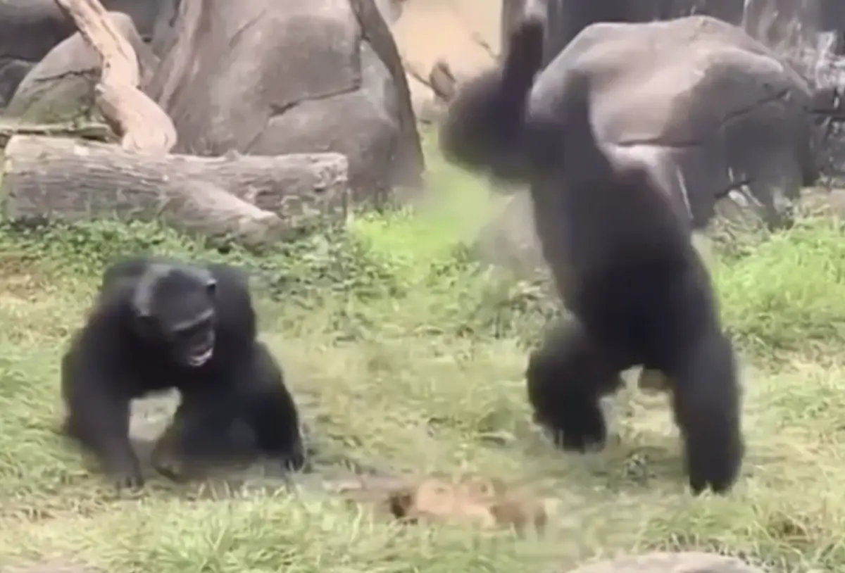▲台北市立動物園日前一隻野生白鼻心誤闖園區黑猩猩獸舍，黑猩猩發現當下立刻展開攻擊，暴摔狂毆白鼻心，讓目睹展場血腥畫面的遊客嚇壞驚呼。（圖／翻攝自黑色豪門企業）
