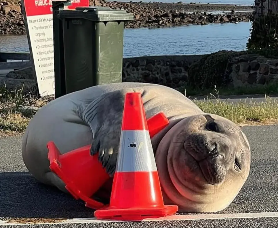 ▲澳洲塔斯馬尼亞州（Tasmanian）一隻南象鼻海豹奈爾（Neil），日前因為擋在一位女子車前，導致女子無奈打電話到公司請假，在社群網路上爆紅，但也引起專家擔憂。（圖／翻攝自Neil the Seal的IG）