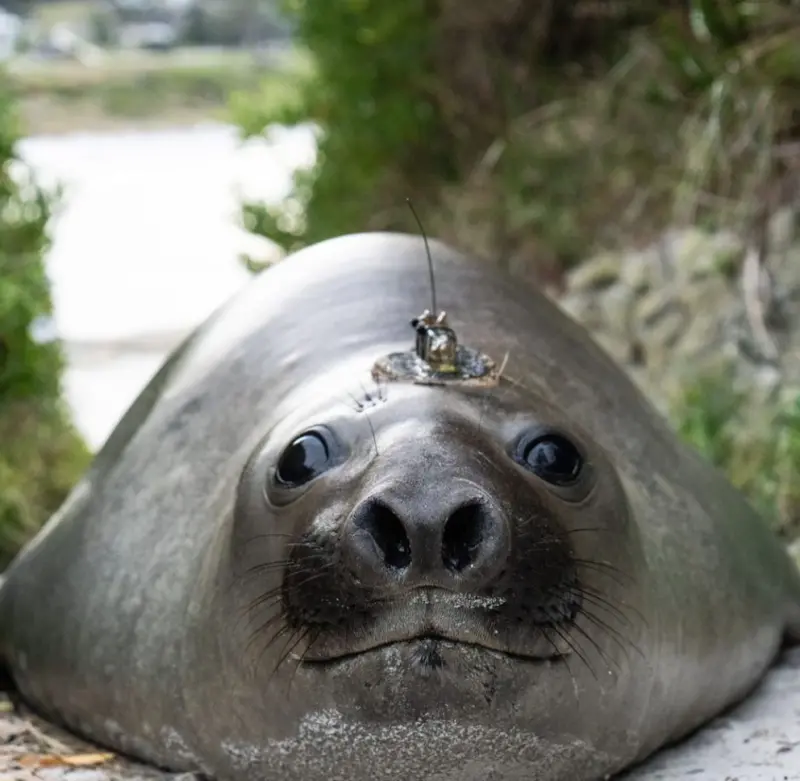 ▲若希望奈爾能夠長久地過著健康和幸福的生活,大家就要記住他是一隻野生動物。(圖/翻攝自Neil the Seal的IG)