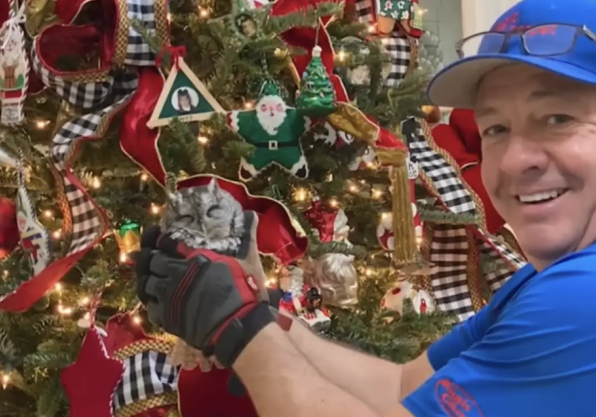 ▲美國一名男子將聖誕樹買回家，多日後竟發現樹中藏了一對眼睛，原來是一隻小貓頭鷹隨著聖誕樹「偷渡」回家。（圖／翻攝自YT）