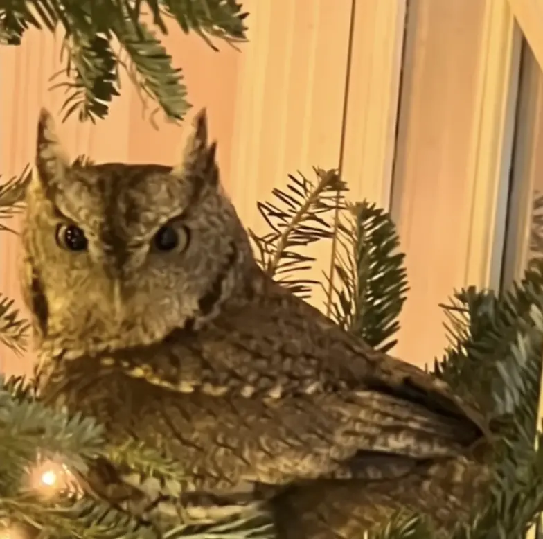 ▲鮑比湊近仔細觀察，驚覺聖誕樹底部竟有一雙大眼正看著自己，原來樹中竟藏了一隻可愛的貓頭鷹。（圖／翻攝自YT）
