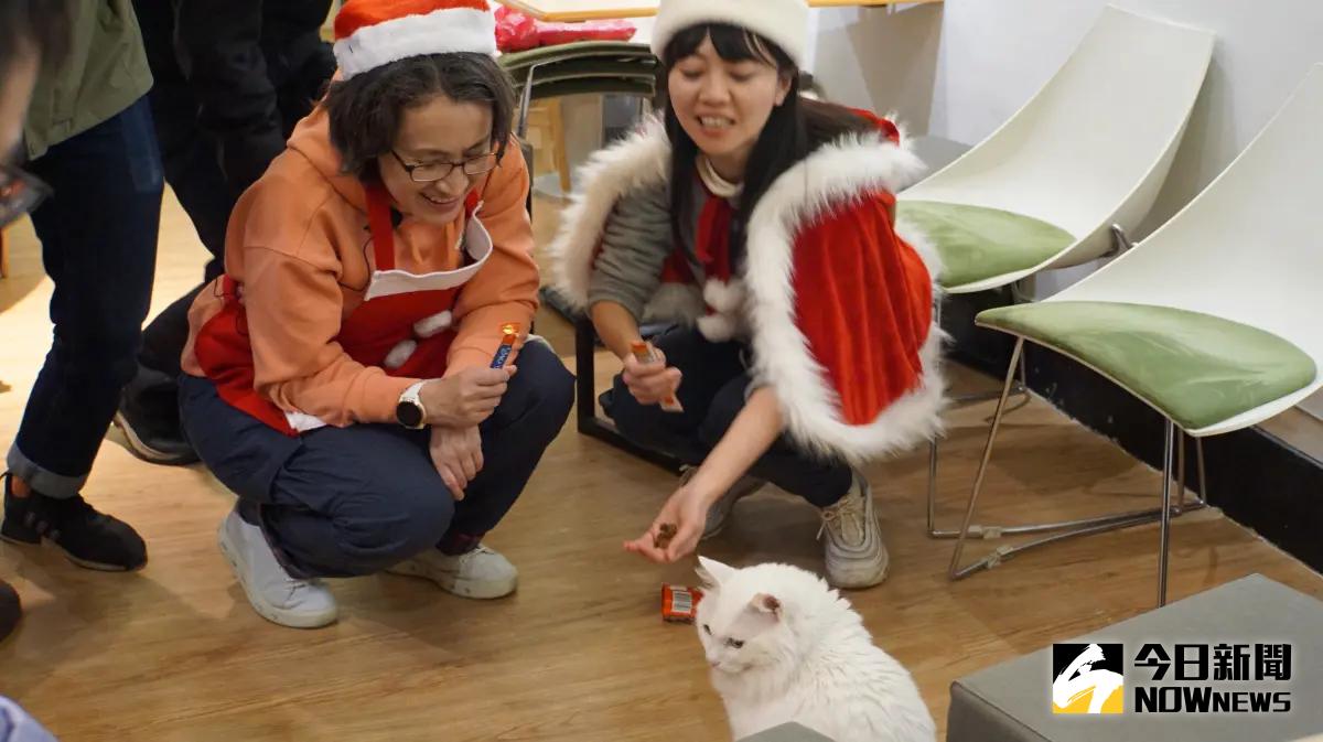 ▲民進黨副總統候選人蕭美琴（左）拿食物餵貓，但遭到貓拒絕。（圖／記者呂炯昌攝，2023.12.23）