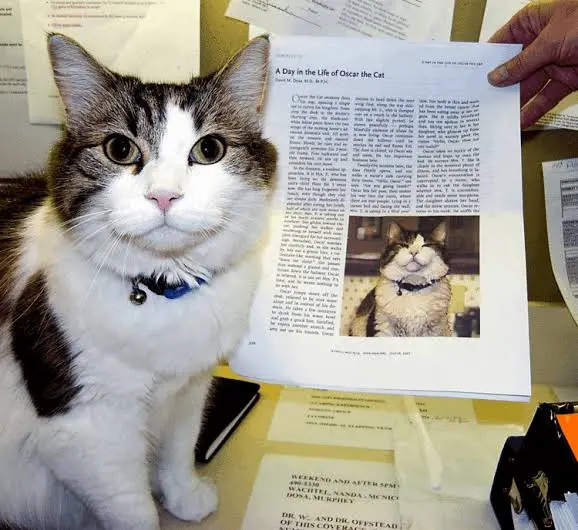 ▲奧斯卡化身「葬送的天使貓」事蹟也因此傳遍全球，更被製作成紀錄片、出版書籍等。（圖／取自Steere House Nursing & Rehabilitation Center）