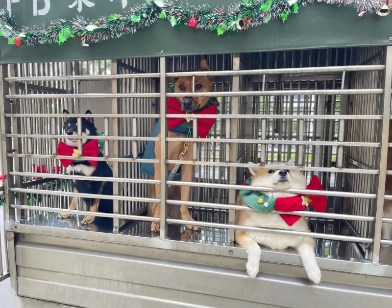 ▲東洋狗學校為了應景慶祝聖誕節，將校車裝飾了一下，學生也戴了聖誕啾啾。（圖／東洋狗學校授權使用）
