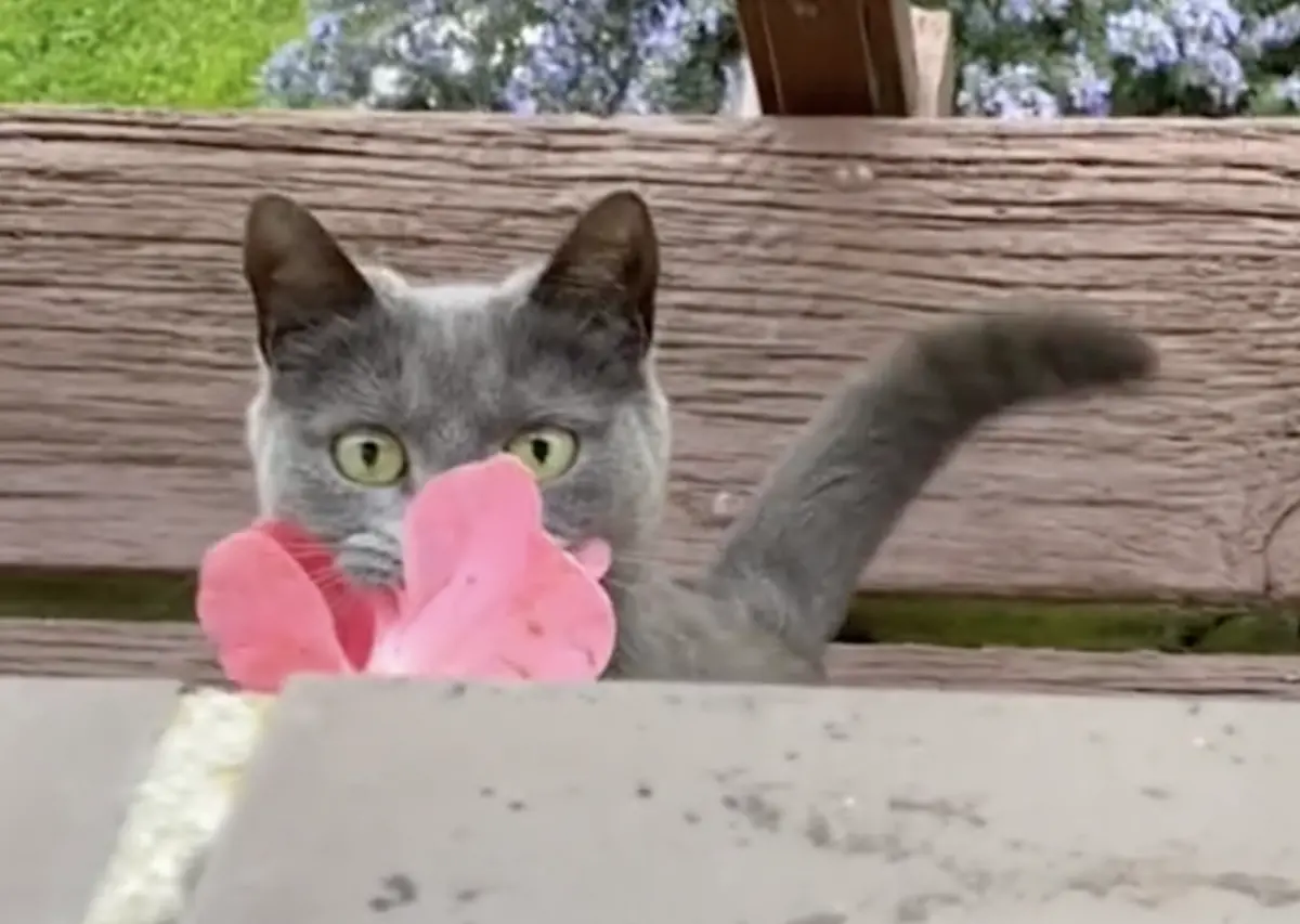 ▲紐西蘭一名女子某天下班回家，發現房間內出現成堆的粉色山茶花，隔天驚覺竟是一隻毛色非常漂亮的陌生英國短毛貓從窗台送花。（圖／翻攝自TikTok＠aalishelise）