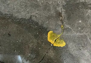 地板長出絕美花瓣!千人揭「真身」嗨喊超想養:沒大腦智商卻很高