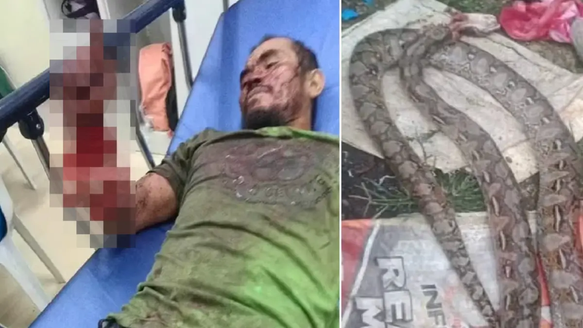 ▲菲律賓一名男子被巨蟒攻擊，反過來將蟒蛇咬死。（圖／翻攝自每日郵報）