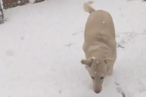 狗狗堅持雪天散步！出門不到3秒「折返衝回家」冷爆　表情超後悔
