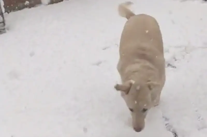 ▲國外一隻米克斯黃狗，明明看到外頭下著大雪，仍然執意要出門散步，沒想到一踏出雪地，立刻被恐怖低溫嚇到，不到3秒時間又折返衝回家。（圖／翻攝自TikTok＠caraishere）