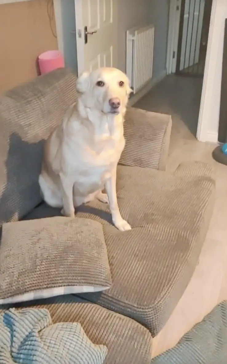 ▲狗狗：「媽咪，我知道錯了，以後會乖乖聽妳的話。」（圖／翻攝自TikTok＠caraishere）