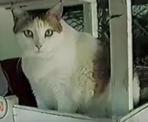 ▲世界上最長壽的貓咪曾活到38歲03天，是住在美國德州的奶油泡芙（Creme Puff）。（圖／取自wikipedia）