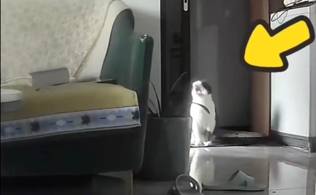 ▲中國一隻貓貓本來還在打哈欠，沒想到過沒幾秒倒地不起，離開人世間。（圖/微博）