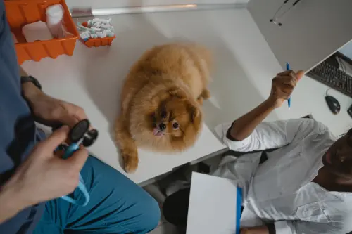 寵物洗產地１／獸醫師遭澳洲列黑名單　揭秘「犬貓洗產地」手法
