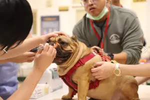 ▲台大明年1月起將在台灣實施「短吻犬呼吸功能分級計畫」，盼解決短吻犬健康問題。（圖／台大提供）