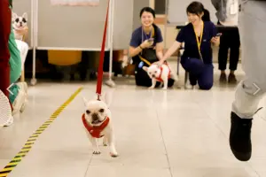 ▲受試犬隻進行3分鐘小跑部運動測試。（圖／台大提供）