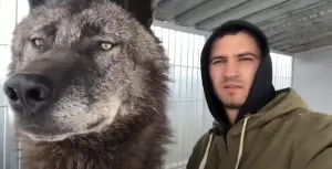 俄羅斯男救助野外流浪小狗！養一養竟變「大灰狼」　最新近況曝光
