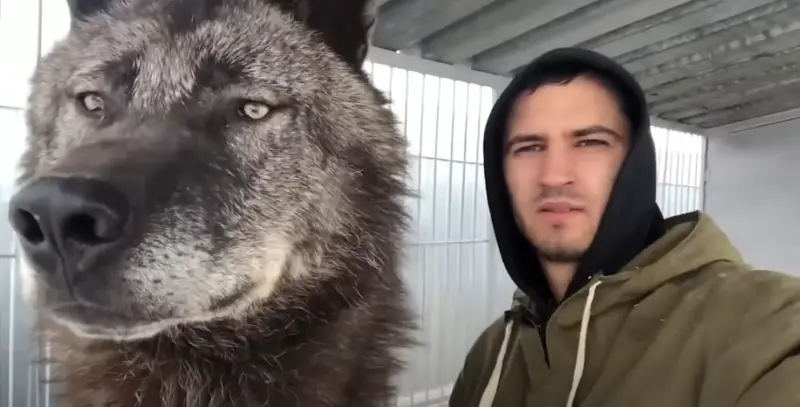 ▲安德魯（Andrey Musienko）在野外看見一隻黑嚕嚕的「小狗」，沒想到養著養著竟然變成大灰狼。（圖／取自IG@blackcanadianwolf）