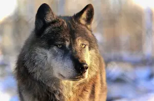 ▲▲6歲多的Akela目前牠已是一隻青壯年期的灰狼，照片中能看到牠英挺的身姿。（圖／取自IG@blackcanadianwolf）
